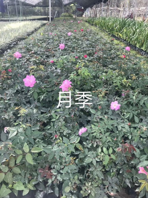 养护丰花月季：注意事项