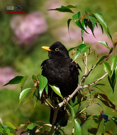 乌鸫鸟饲料配方中，乌鸫鸟能否直接食用该饲料？