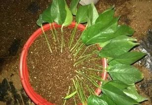 珊瑚棒花繁殖，如何进行扦插