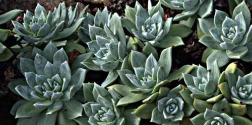 品种介绍：国月， 半重瓣10枚