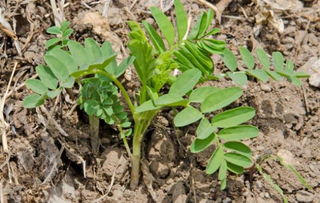 年药材种植对农业经济的推动
