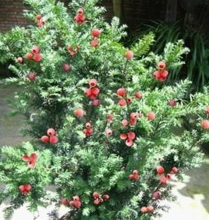 皂角树的养护节奏：头三年是生死关卡