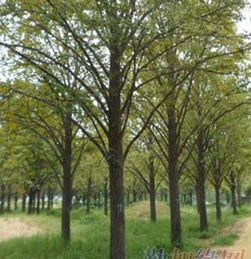 银杏树苗的价格之谜