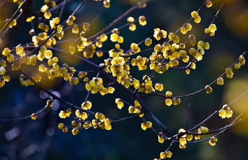 低纬度地区腊梅的种植限制