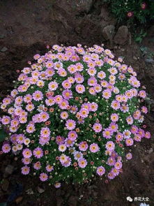 阳台种花，如何让花朵成球