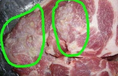 蒲公英与清明菜：从猪草到餐桌