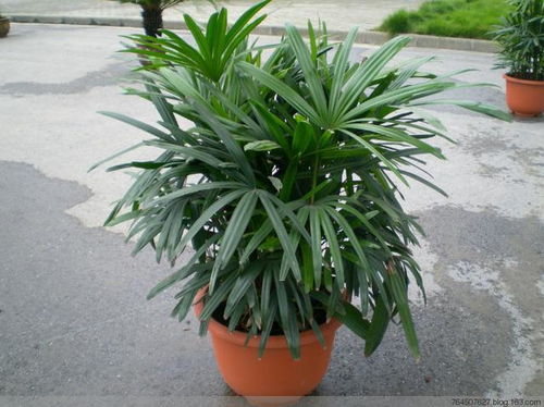 夏季棕竹植物怎么养？如何保持其翠绿