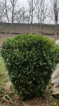 小叶黄杨的风水寓意