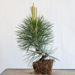 松树盆景的养护要点