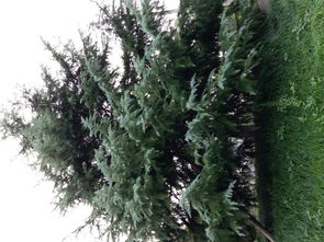 雪松树对土壤的要求