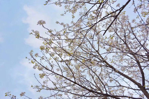 冬天不适合养的花， 越养越心烦