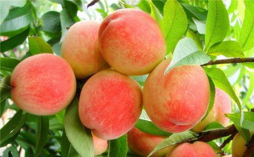 咪鲜胺，你了解多少？