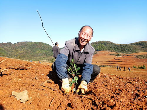 贵州岑巩天马镇：万亩油茶春耕热潮，茶叶种植新景象