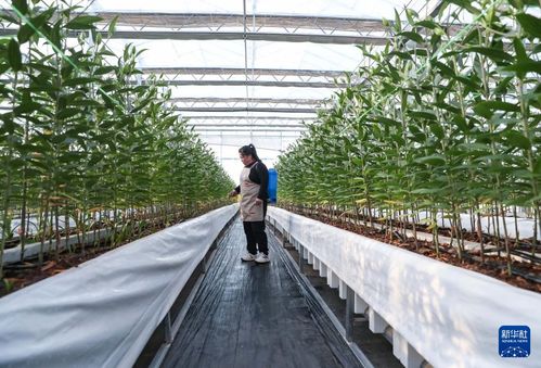 产业兴旺， 农民增收