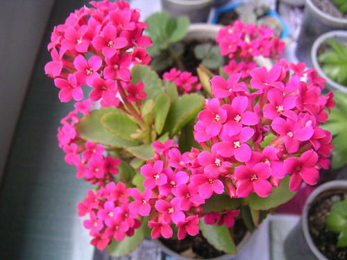 长寿花败后修剪，花苞初现