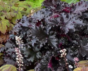 道路两旁种什么花草，核心标准是什么？