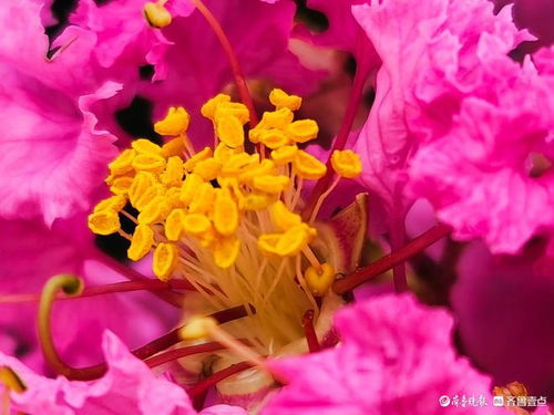 紫薇， 那独特的叶子