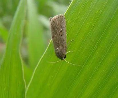 黄金组合与精准用药