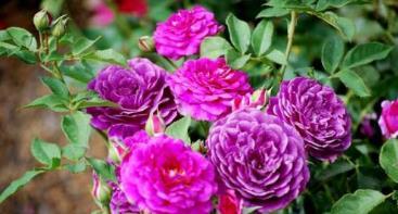 1. 花朵美得不像话