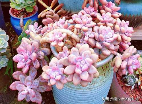 既常见又具观赏性的多肉植物