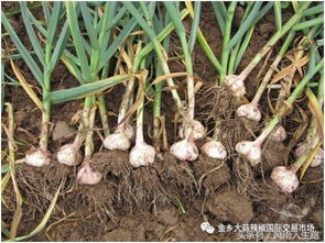 蒜瓣萌芽，土壤孕育