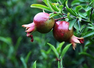 月季石榴与普通石榴的区别大揭秘