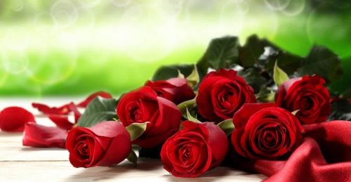 温带地区：适宜玫瑰生长的气候环境