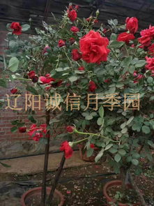 藤蔓月季的生长习性