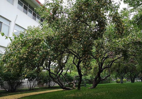 林木种质资源的管理