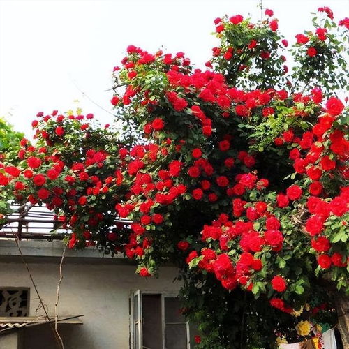 最美的花是牡丹？哪种花被称为“花中之王”