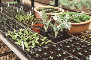 家庭环境选花卉，有招！