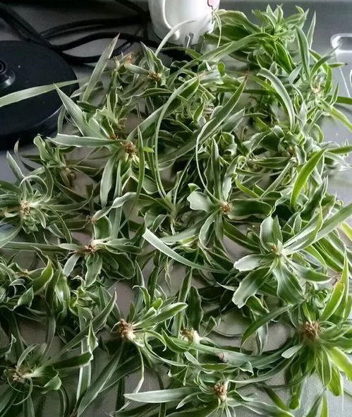 吊兰怎么栽培容易生根？土壤和湿度有何讲究