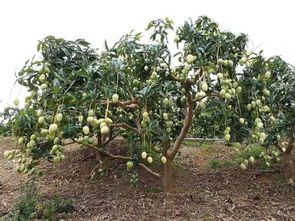 气候和地理位置