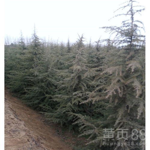 雪松绿搭配颜色，美得无法形容！