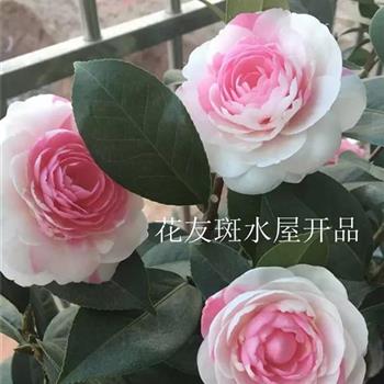 水要适量，不嫩太多也不嫩太少