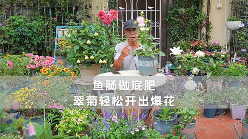 王大姐的花坛设计：夏日花海的秘诀