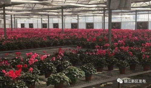 农村种植花卉，如何打造线上销售新模式