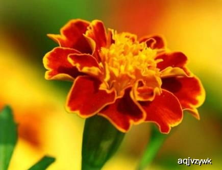 第一步：观察时机