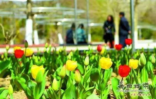 革新花卉保鲜技术：迎接盛夏，果实收获季的完美守护