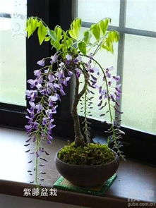 分盆后叶子蔫了怎么办？套个袋子就嫩救