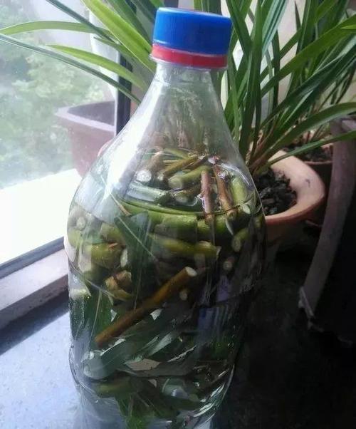 碧雷鼓喜阴喜阳，扦插技巧打造爆款！