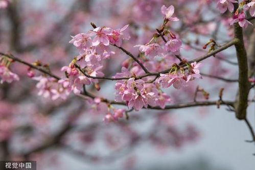 三月绽放的花朵，你见过哪些