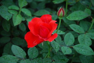 品种选对成功一半