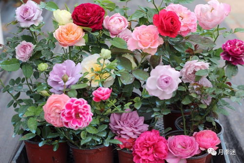 冬季月季休眠期， 如何处理