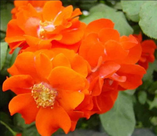 花朵为何如此鲜艳夺目？