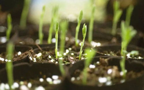 菊花种子如何育苗？了解菊花特点及养殖技巧