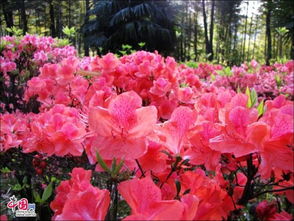 映山红，红遍山野是何花