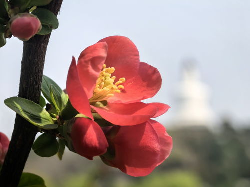 贴梗海棠种植方法详细步骤