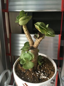 金钱木叶子老掉的原因揭秘