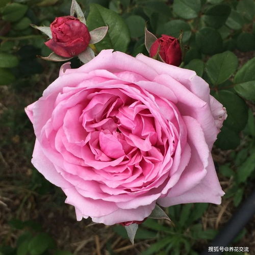 月季在零下1000度低温下的生存